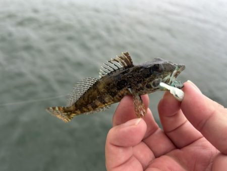 マイクロガシラとアナハゼとでかメッキ