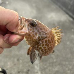 やっとマシガッシー!