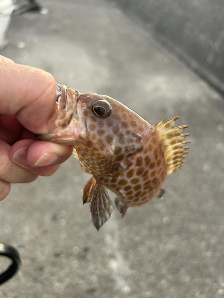 やっとマシガッシー!