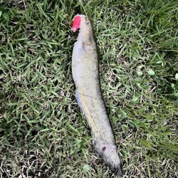 ナマズさん！！