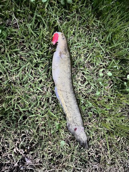 ナマズさん！！