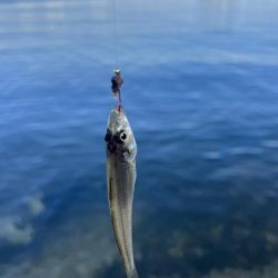 釣れてると聞いたので!!