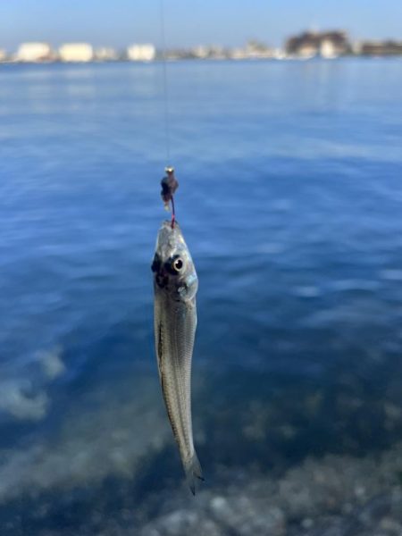 釣れてると聞いたので！！
