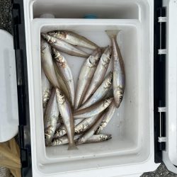 今日は渋かったらしいです