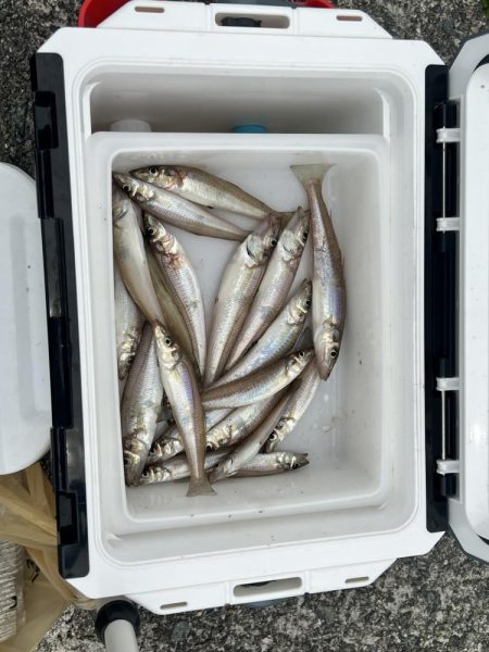 今日は渋かったらしいです