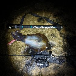 初の石川、春アオリ5杯!!