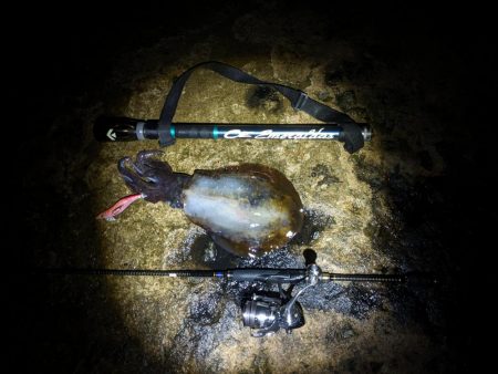 初の石川、春アオリ5杯!!