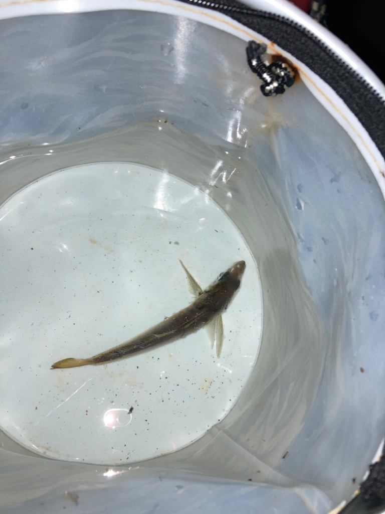 今年初の柏崎で釣行