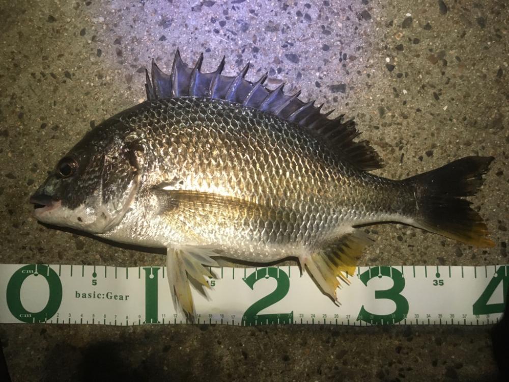 今日からまた始める