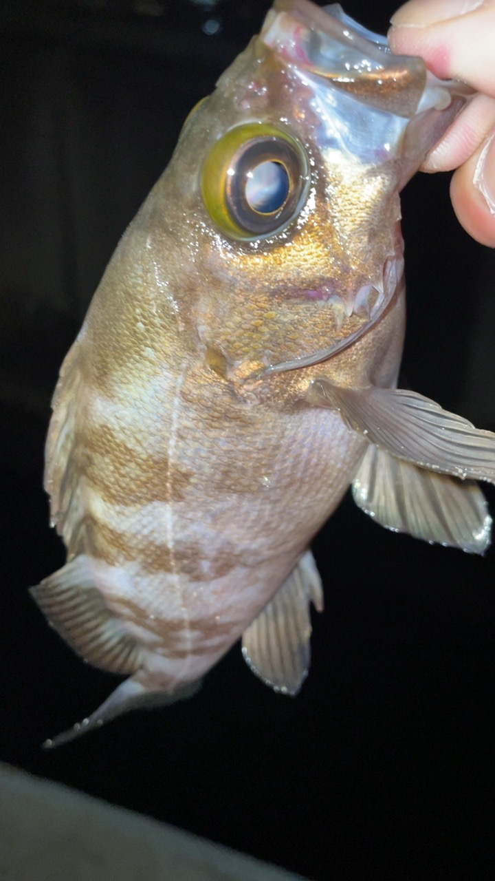 爆風メバリング