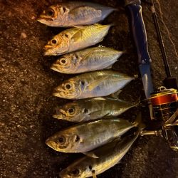 久々のアジング