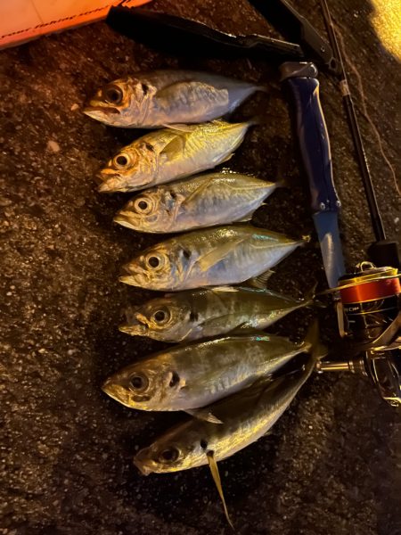 久々のアジング