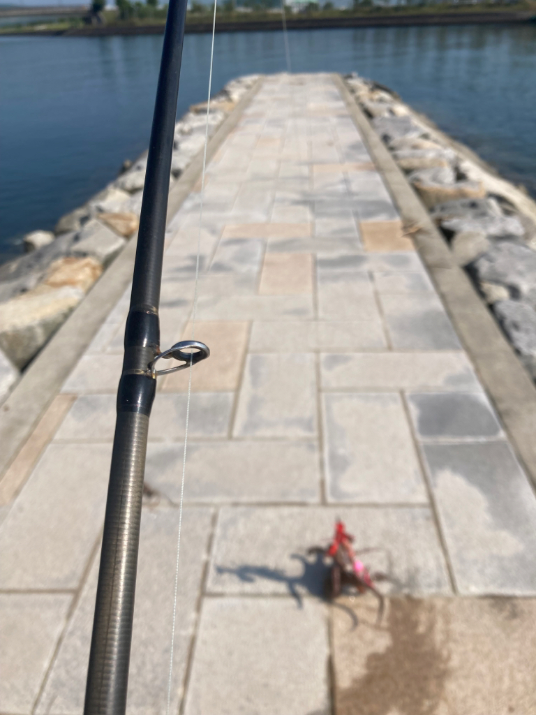 今年初のマダコ