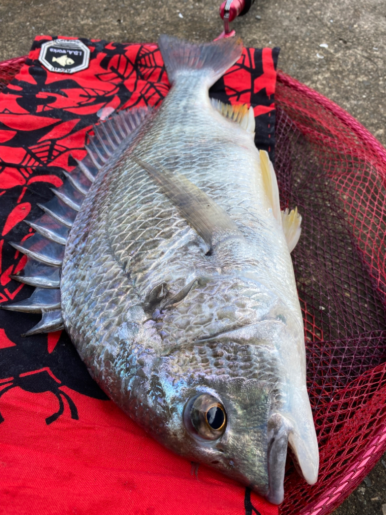 ヘチってきました