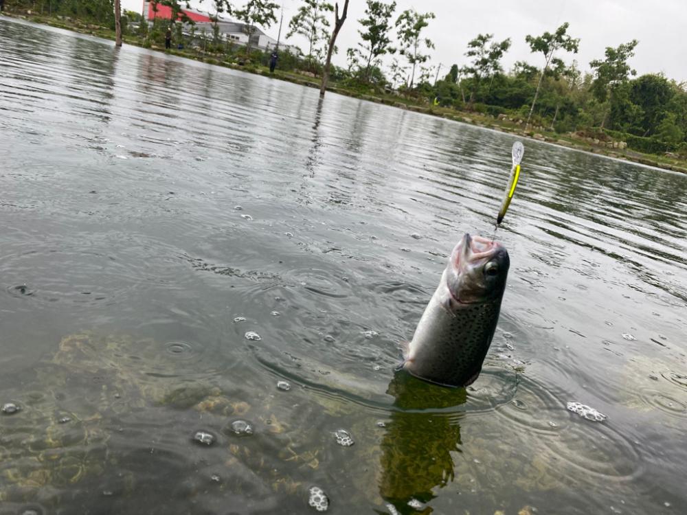 高島の泉さんでエリアトラウト