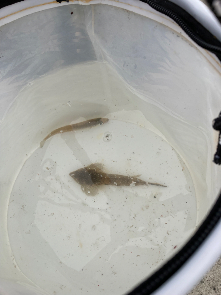 昨日のリベンジなるか、、、