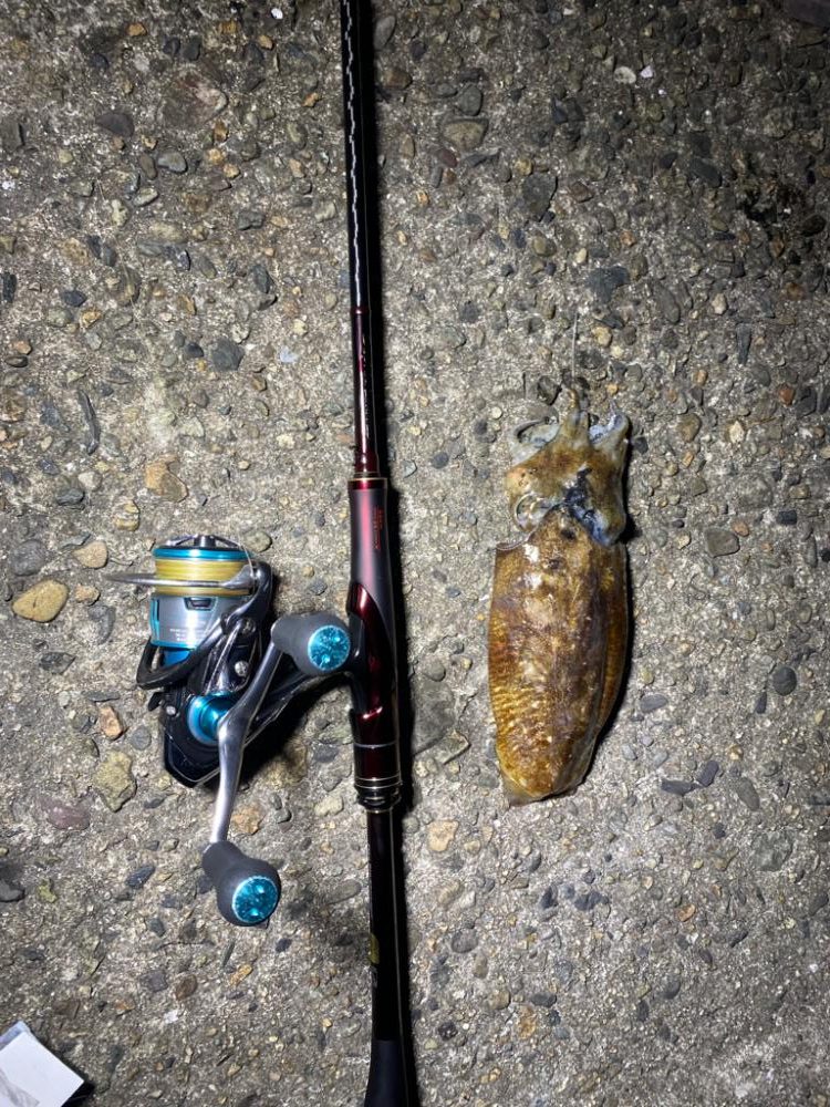 またまたコウイカ