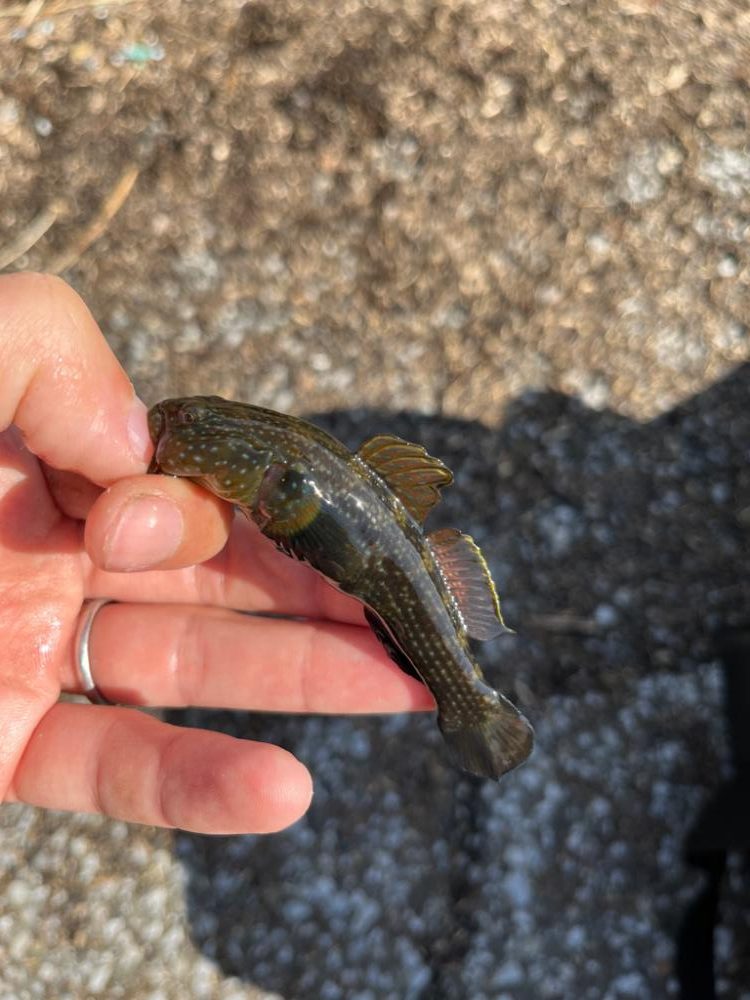 小ハスからのニゴイング