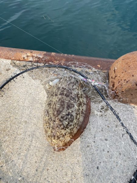 今年初めての獲物！一昨日のリベンジ。