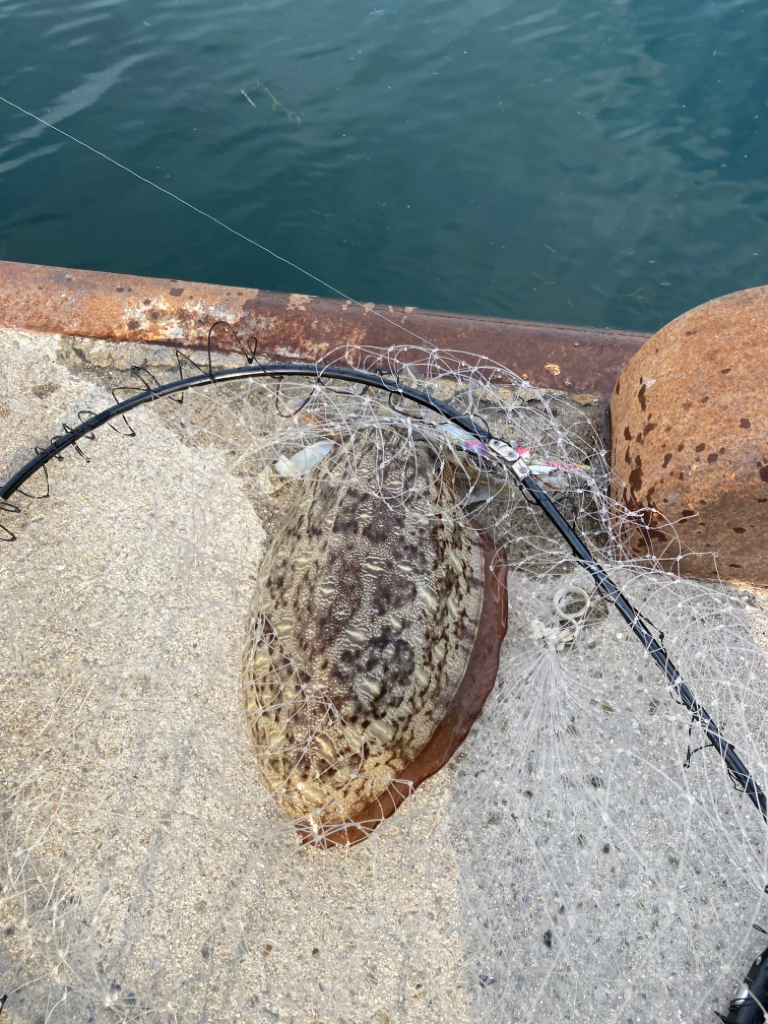 今年初めての獲物!一昨日のリベンジ。