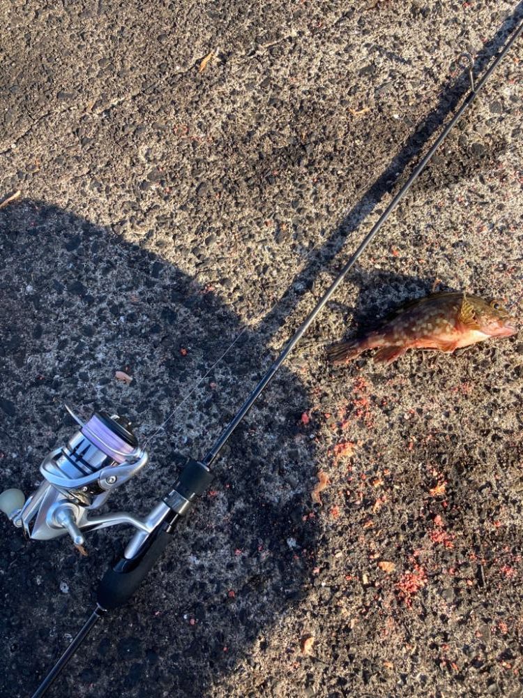 青海島で五目釣り