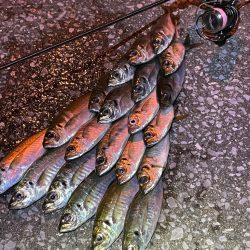 前回と同じ場所で