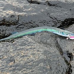 ジャックアイマキマキ新色が大活躍