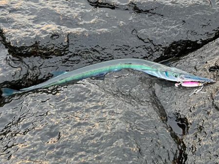 ジャックアイマキマキ新色が大活躍