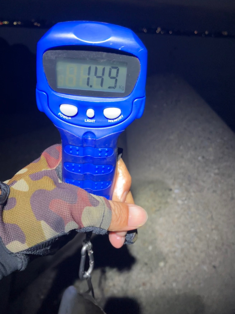 やっと今季2杯目のアオリイカ!(^^)