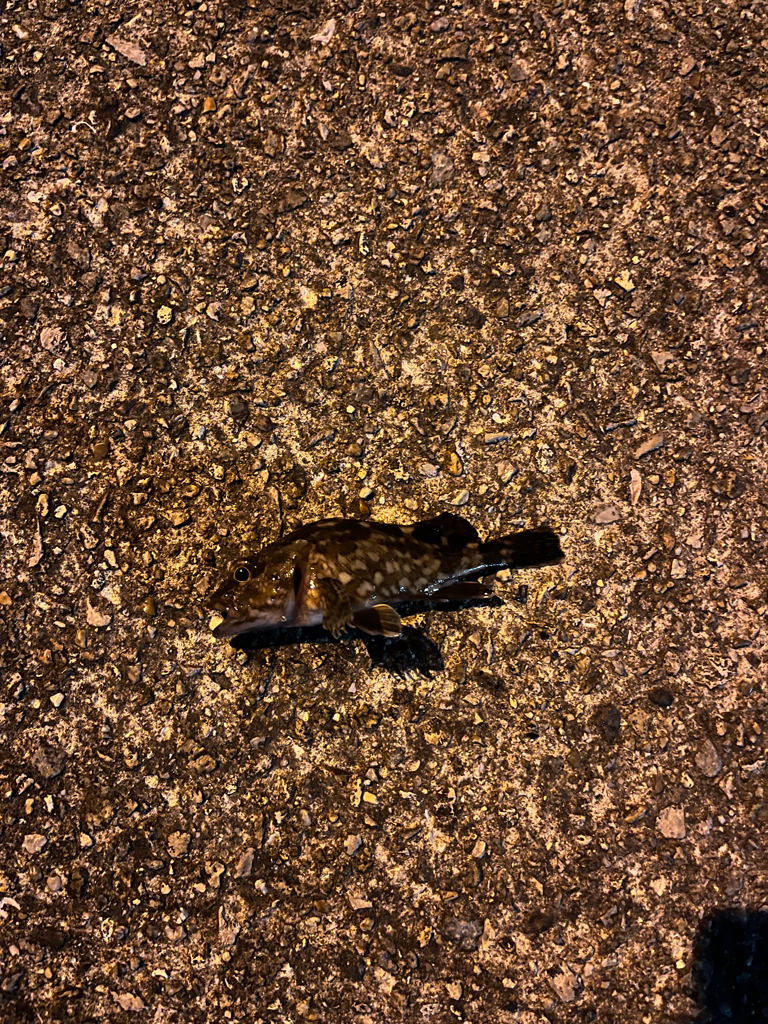 メバリング調査