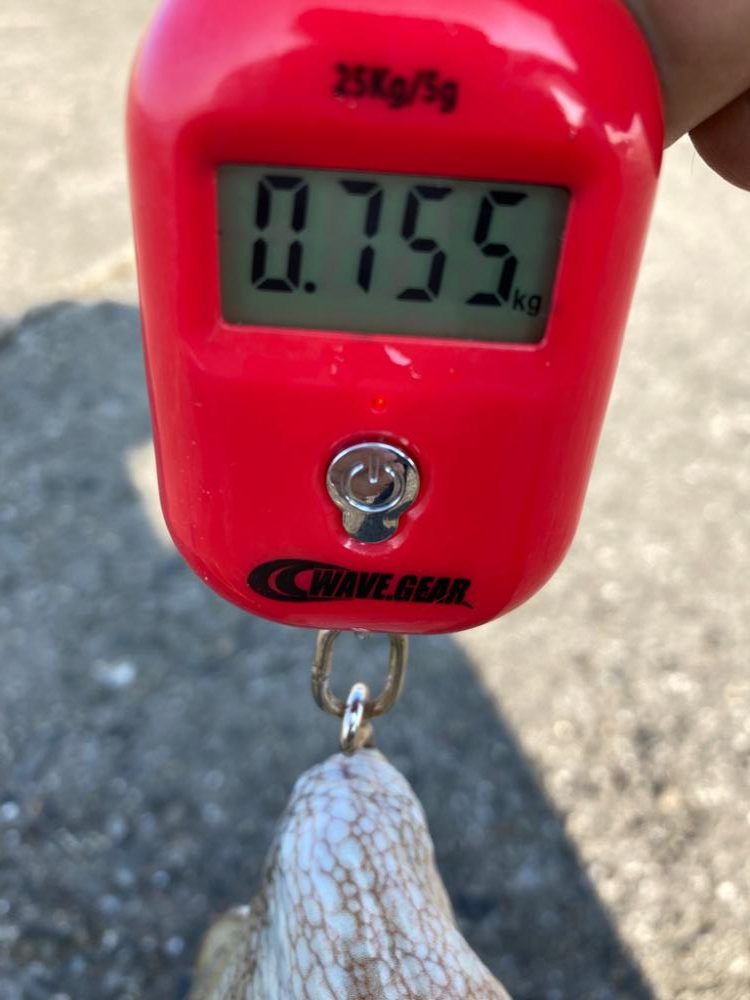 ⭐︎3日連続タコ