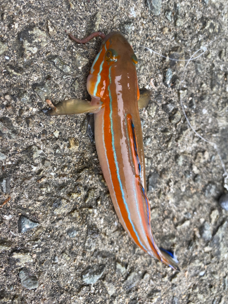 初ダイソールアー