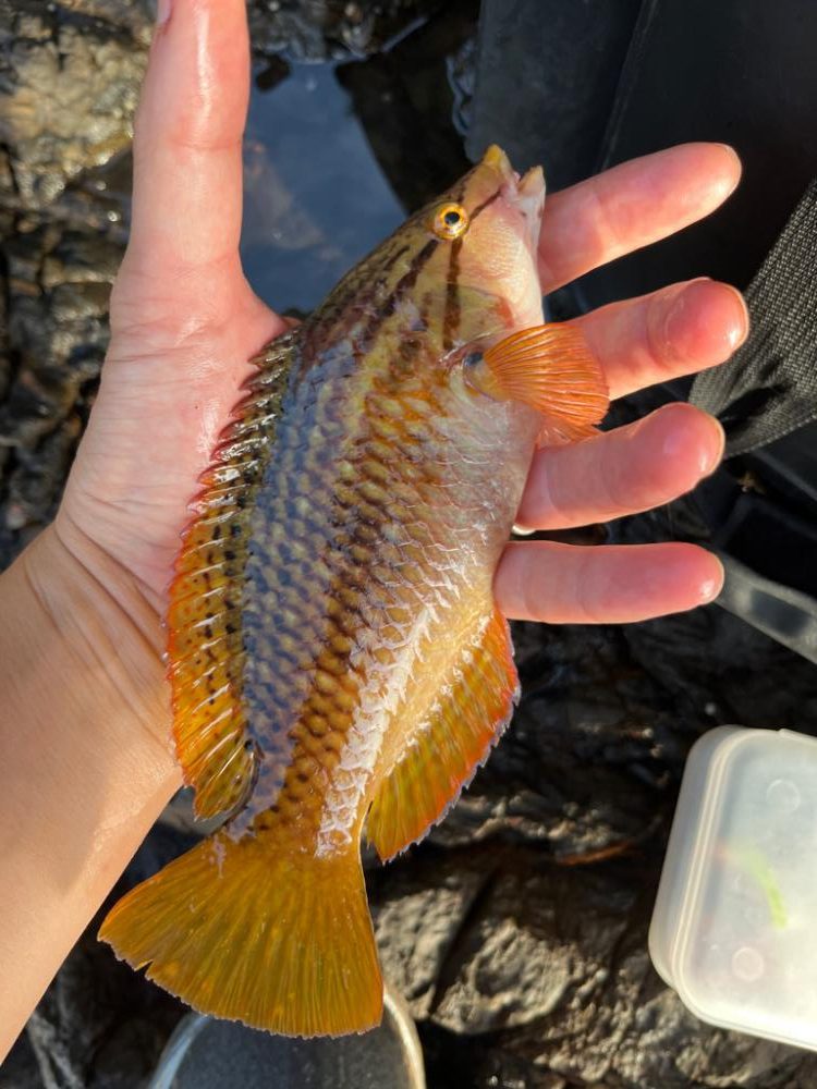 プチ遠征ロックフィッシュ