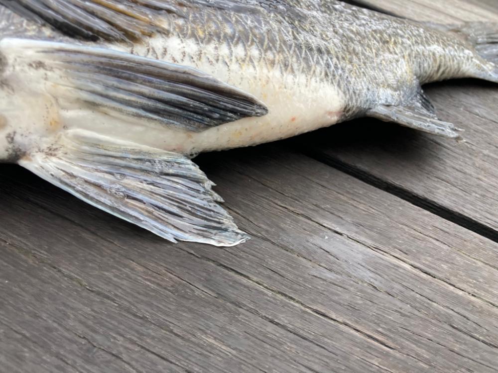 雨上がりのエビ撒きでチヌ活性化