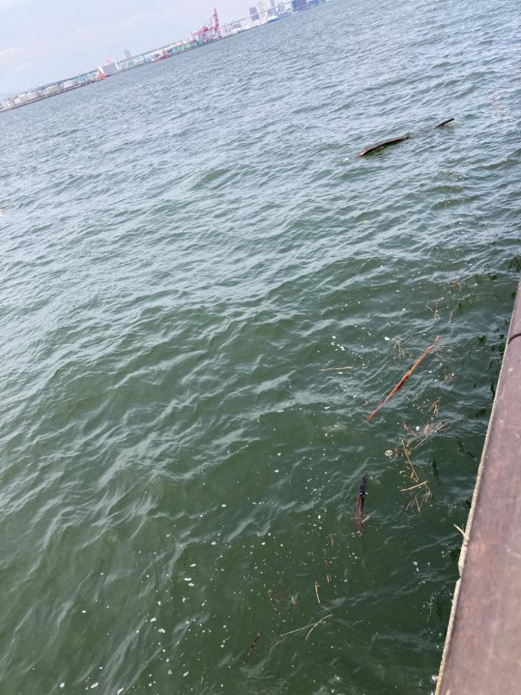 真昼の蛸散歩。何とか2杯。。