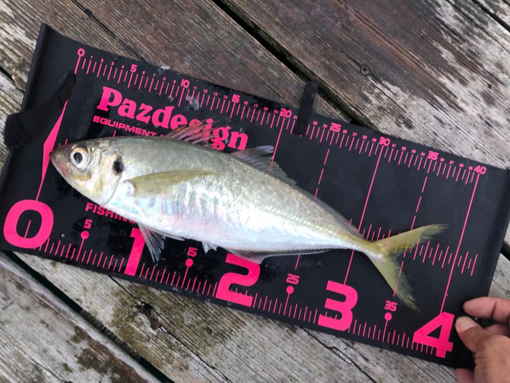 久しぶりのはとう渡船