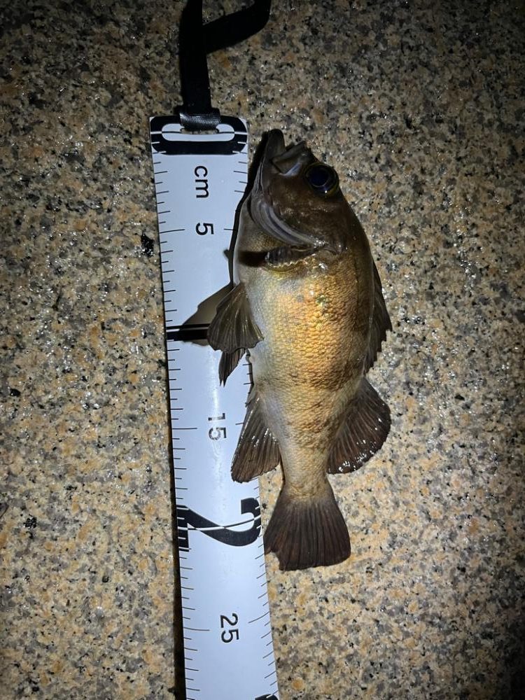 雨中メバリング