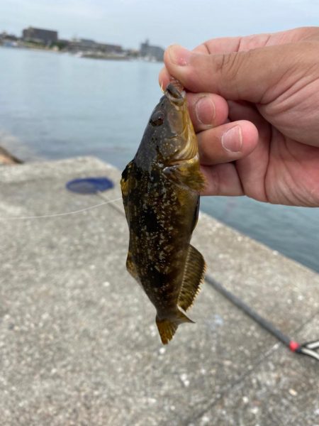 ちょい投げライトキスゲーム③