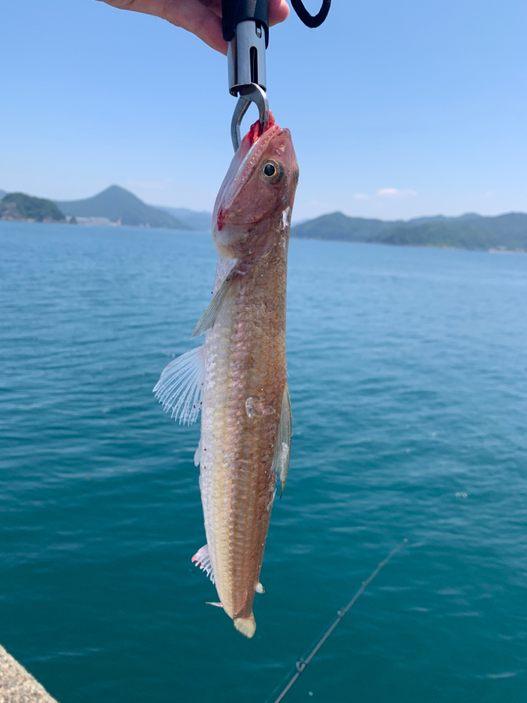 やっと出ました