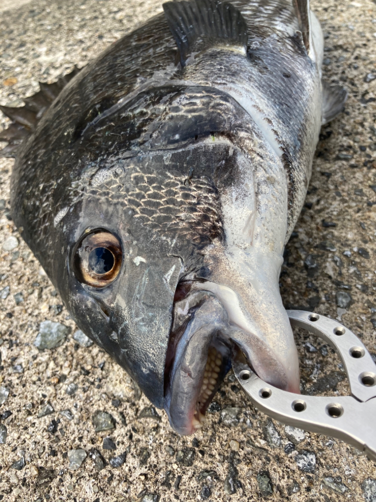 おチヌさん乱舞