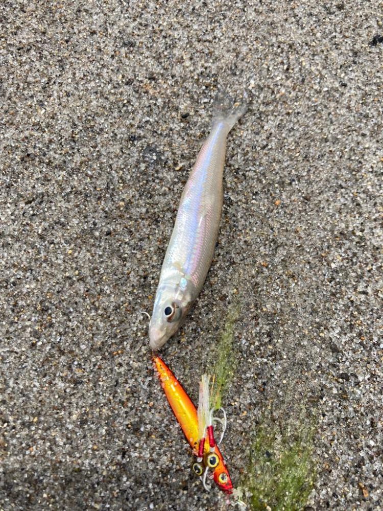 チニング祭り開幕♪