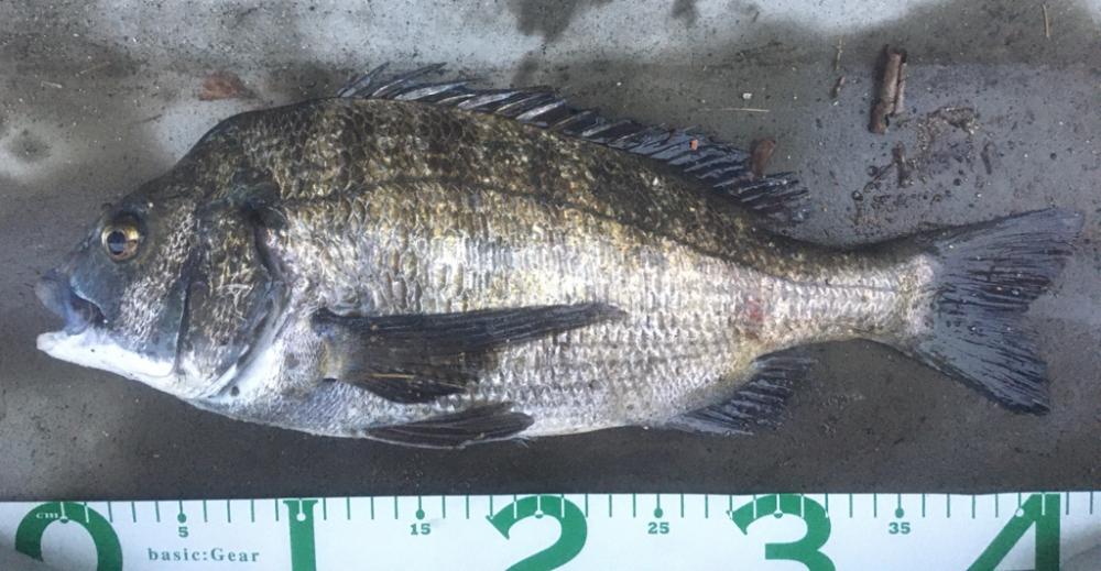 増水+満潮=潮位高