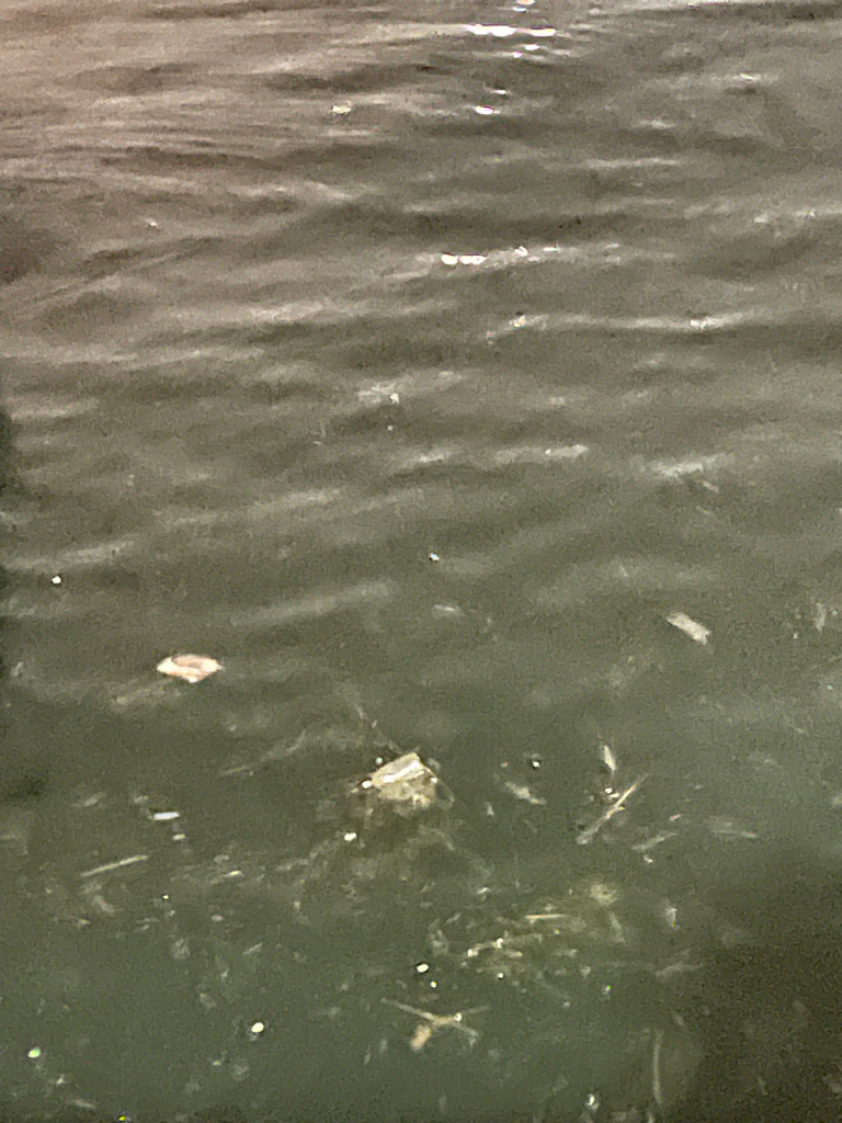 ジグ単de…アジング♪浮遊物ワールド