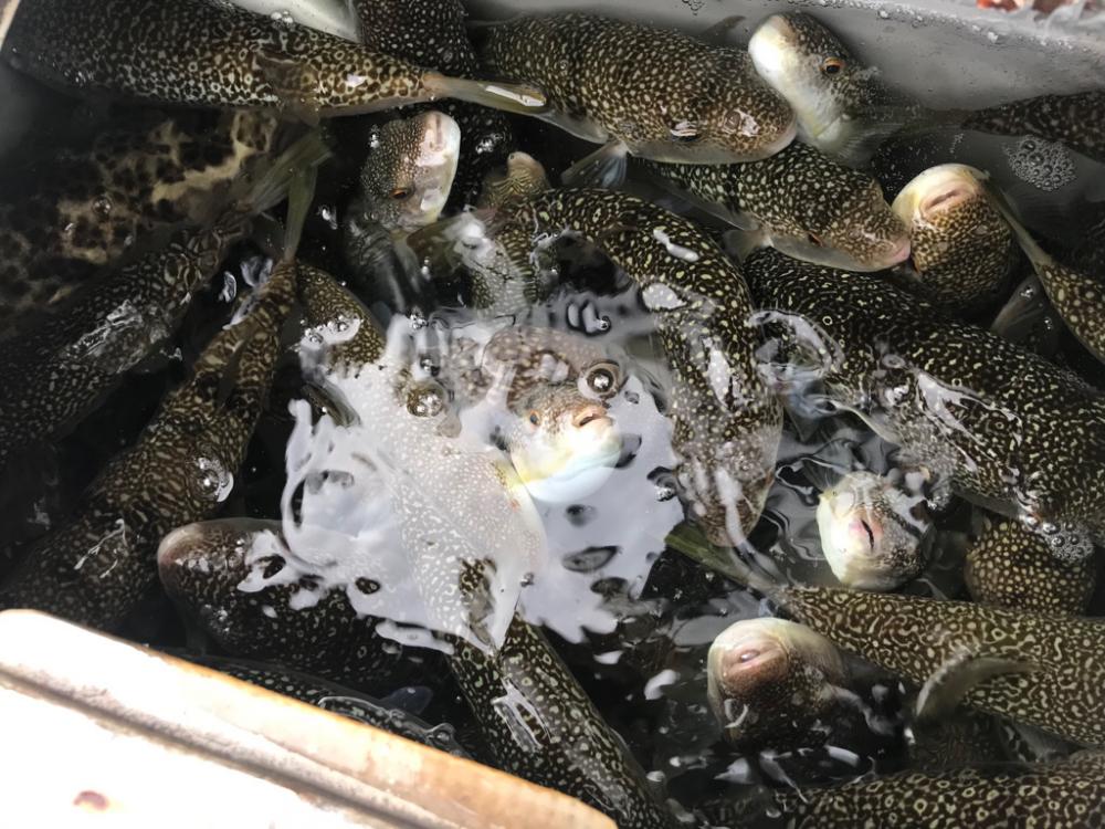 淡路室津の夏フグ 強者集団編