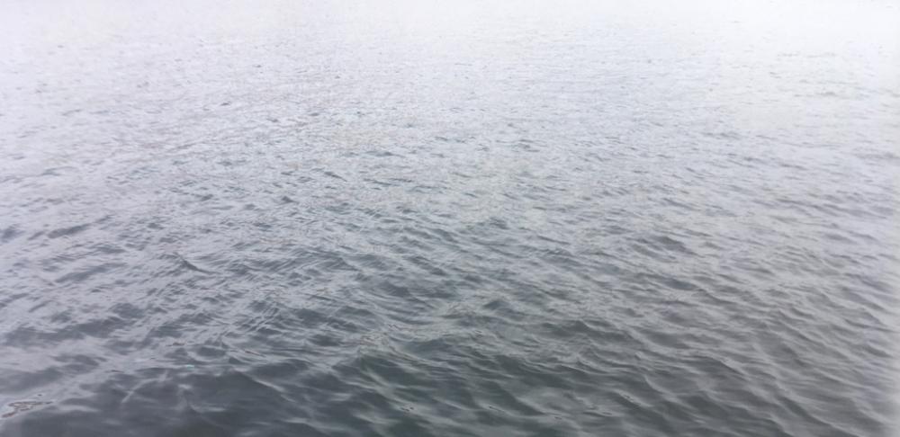 ようやくマダコ