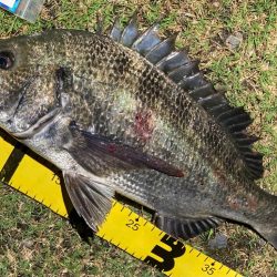 夜のチヌ釣り好調