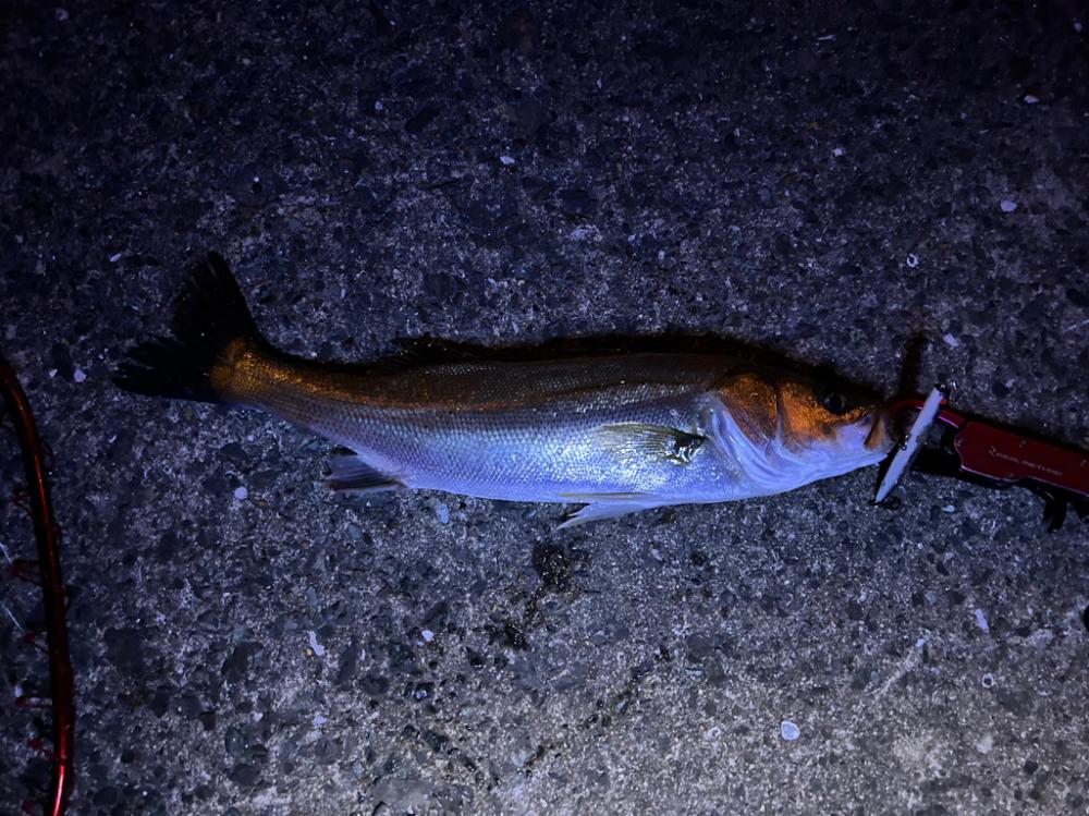10時間釣行…笑