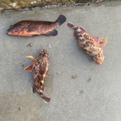 カサゴ　キジハタ