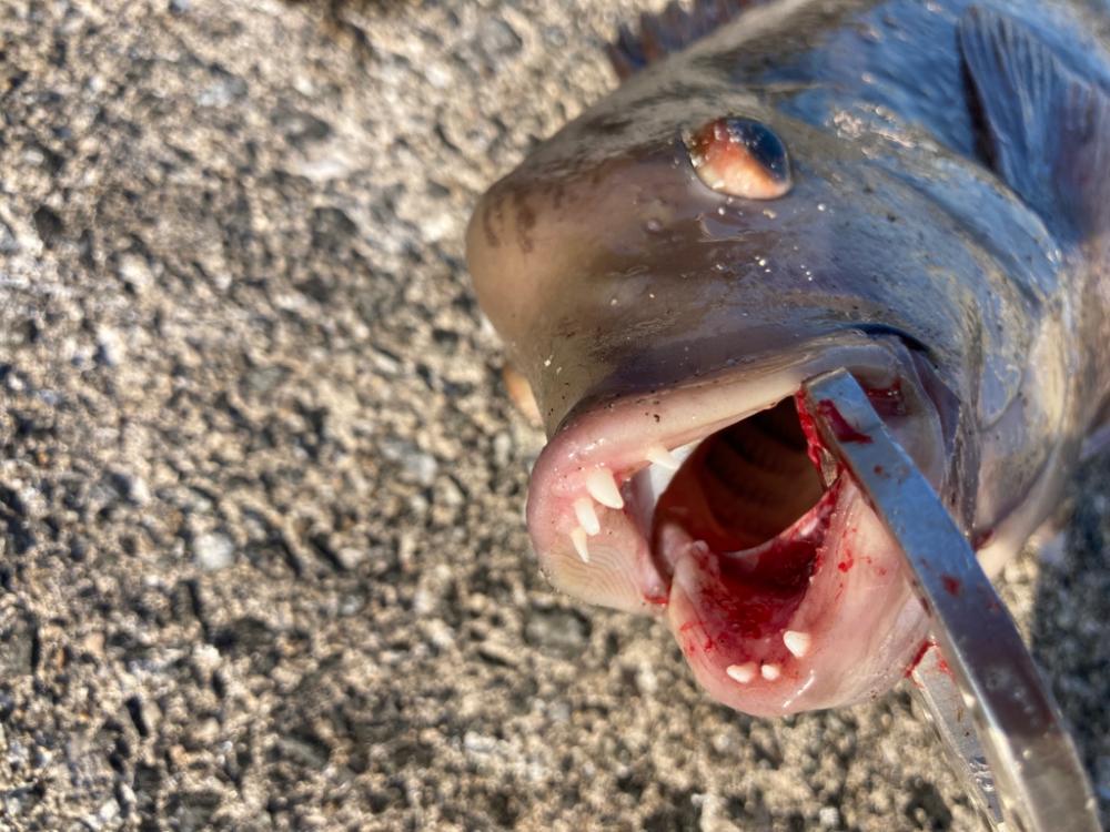 大潮のポカポカ陽気日にエビ撒き好調!