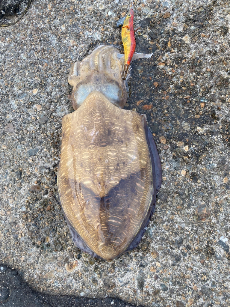 キジハタ カミナリコウイカ